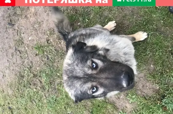 Найдена дружелюбная собака в Волоколамске