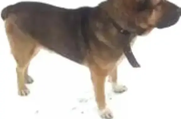 Найдена собака в Дмитровском районе