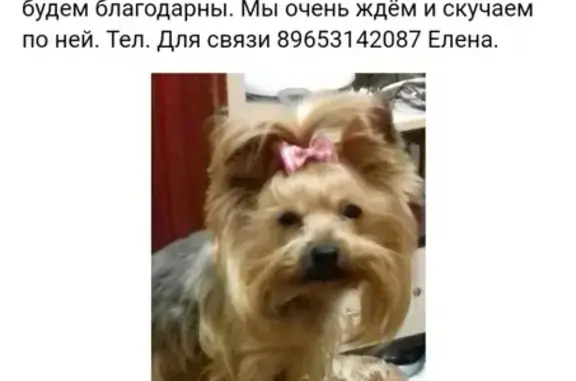 Пропала собака Люси в Ногинске, вознаграждение гарантировано