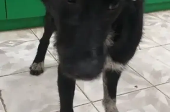Найдена собака в Зеленограде, девочка 6мес, метисик