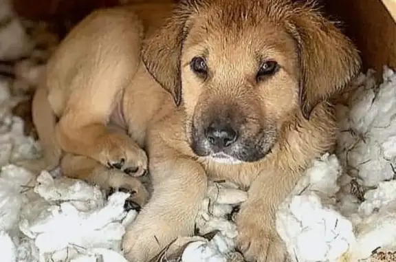 Срочно нужен дом для щенков в Москве