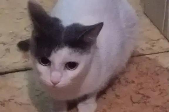 Найдена домашняя кошка с Бабаевского пруда