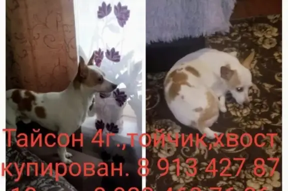 Собаки потеряшки, Новокузнецк, фото: Потеряшка собака в Новокузнецке