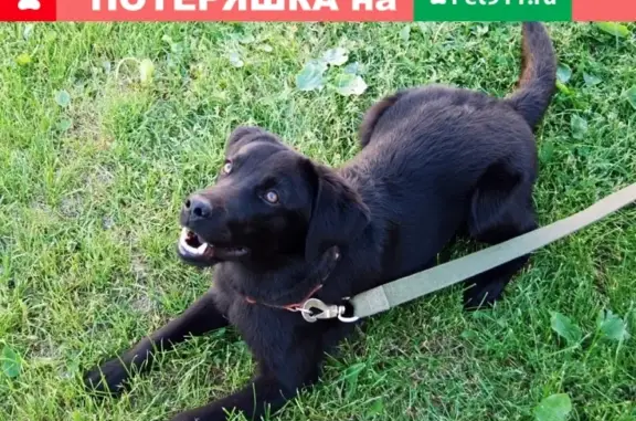 Пропала собака Рекс в Новлянском, Волоколамский район