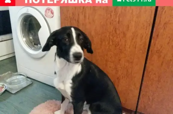 Собака 6 мес. найдена в Кемерово