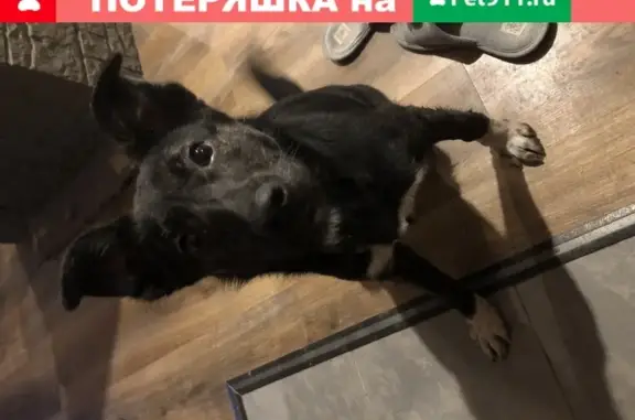 Найдена собака в Москве, метро Царицыно, ищет дом.
