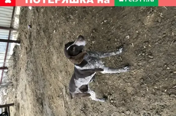 Найдена собака на стоянке базы Дом солнца в Затоне, Астрахань