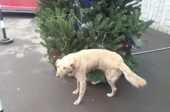 Найдена собака Москва, метро Электрозаводская.