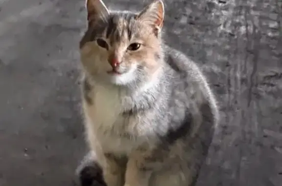 Найдена кошка в Лешково, ищет новый дом