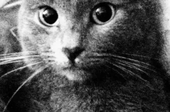 Потерян серенький котик на ул. Свободы, Самара