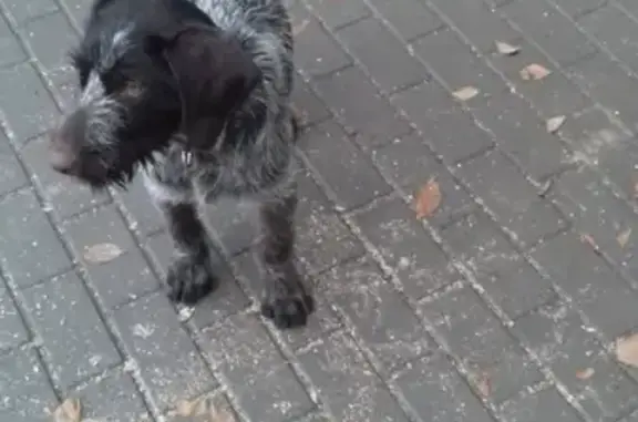 Собака найдена на улице Безжонова, Астрахань.