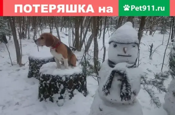 Собаки потеряшки, Кадыбашское, фото: Потеряшка собака с белыми лапами в Зеленодольске, Татарстан.