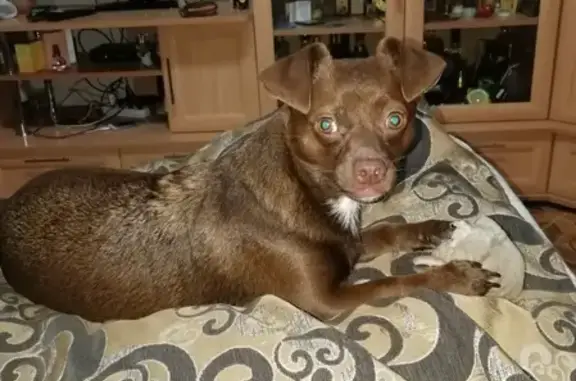 Собаки потеряшки, Нижний Новгород, фото: Потеряшка собака в Н.Новгороде: Кобель, 3 года, Московское шоссе, 173