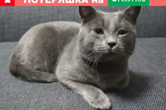 Найден серый кот возле метро Смоленская