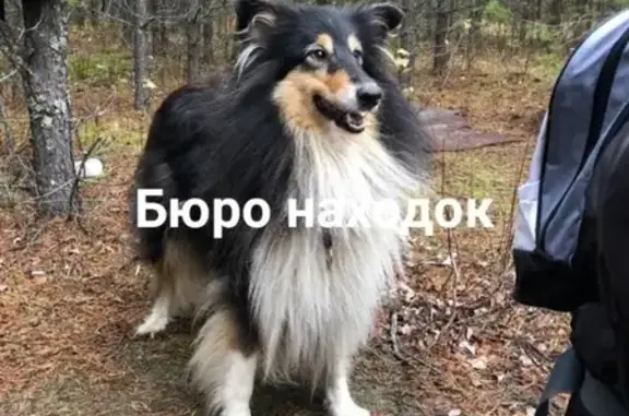 Собаки потеряшки, Архангельск, фото: Потеряшка собака Тира в Архангельске