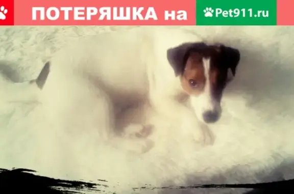 Пропал пёс Майло на Цветочной ул. 14, СПб