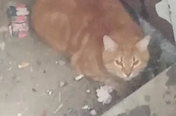 Найден рыжий кот в Саратове.