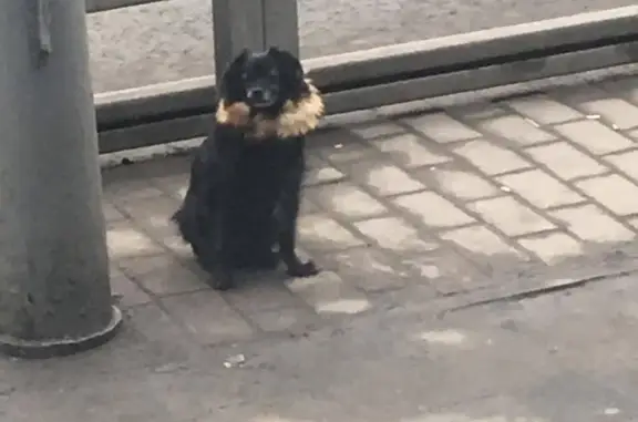 Собака найдена около ТРЦ Ривьера, метро Автозаводская