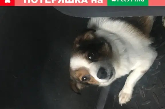 Найдена собака в Янино-1 без клейма/чипа