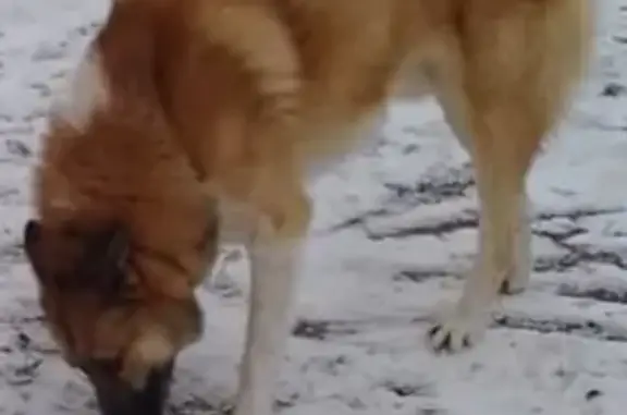 Пропала собака Лайка в Кут-Кудинов, Ростовская область