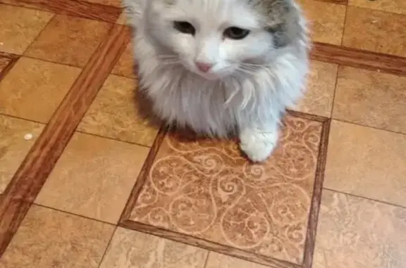Найдена кошка в подъезде в Казани