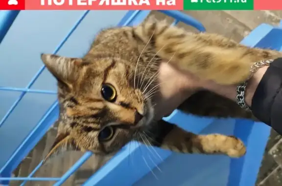 Кошка найдена на Ленинградской, 145