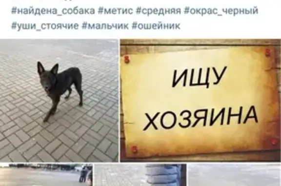 Черный пёс найден в ЖК Солнечный город, СПб