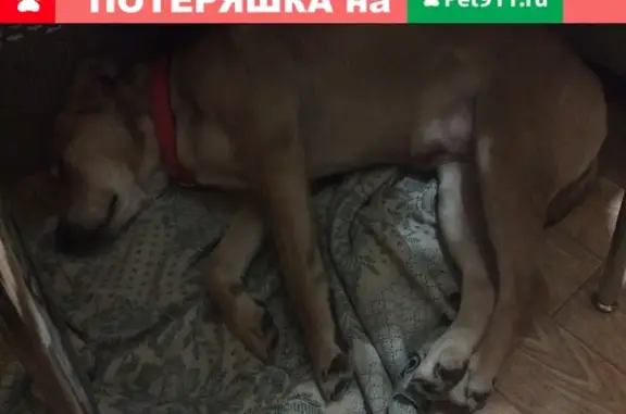 Найденные животные Пушкин, фото: Найдена собака Метис в Пушкине, возраст 7 лет