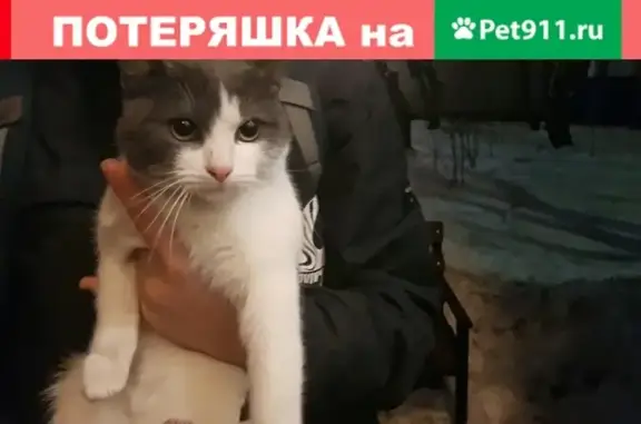 Найдена кошка на улице Тёплый Стан, 17