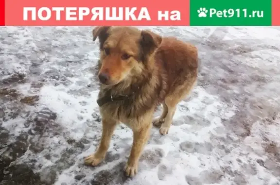 Найден высокий рыжий пес в Домодедово