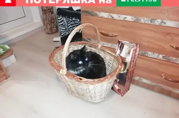 Кошки потеряшки, Санкт-Петербург, фото: Потеряшка кошка на пр. Энтузиастов, 20к3