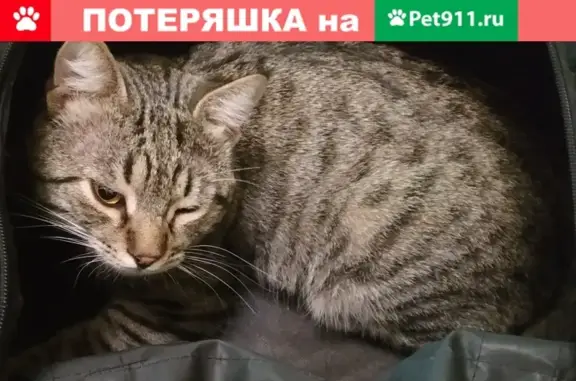 Пропала кошка Рамзес на Киргизской, 12Г