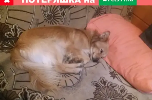 Пропала рыжая собака в Заворово, Московская область