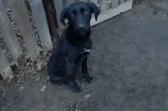 Найдена собака в Горловке, ищем хозяина!