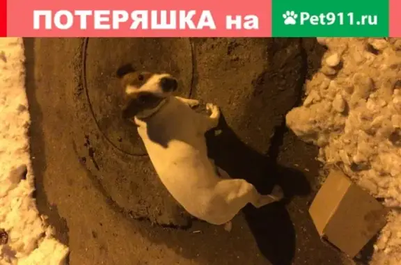Собака на Артиллерийской с ошейником в стразах, Казань