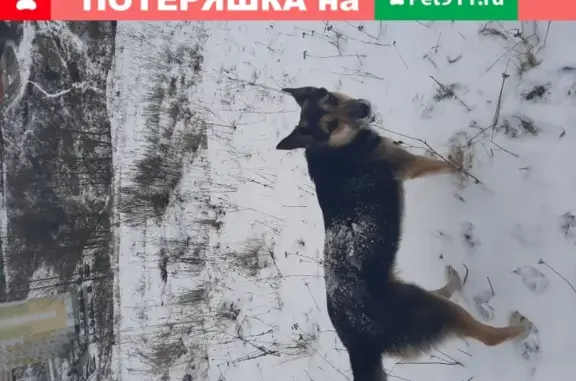 Пропала собака Боня на Ново-Мопровской, 31А