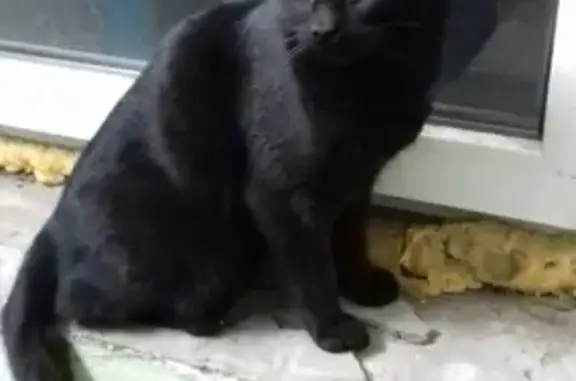 Найденные животные Ростов-на-Дону, фото: Найден кот с белым пятном на животе: ул. Жмайлова, 5