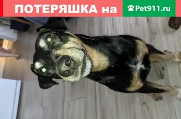 Пропала собака Яша на ул. Артиллерийской, Калининград