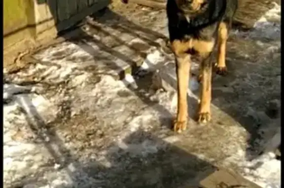 Пропала собака Герда на Гвардейской 45а, Казань