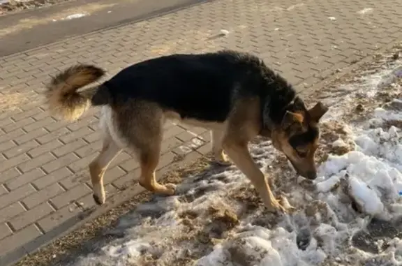 Собака найдена на Волжском бульваре, Москва