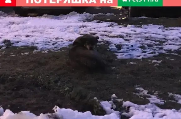 Найдена собака на Изюмской улице в Москве