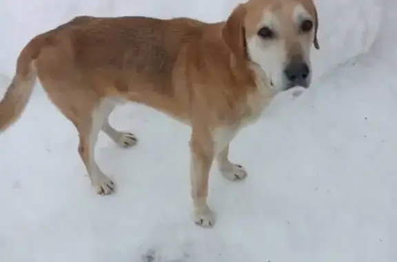 Собака найдена в Трёхречье, Кувардино.