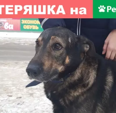 Найдена собака на ул. Комаровского, знает команды лапа и к ноге