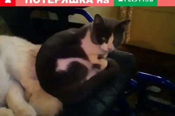 Найдена домашняя кошка на улице Челюскинцев