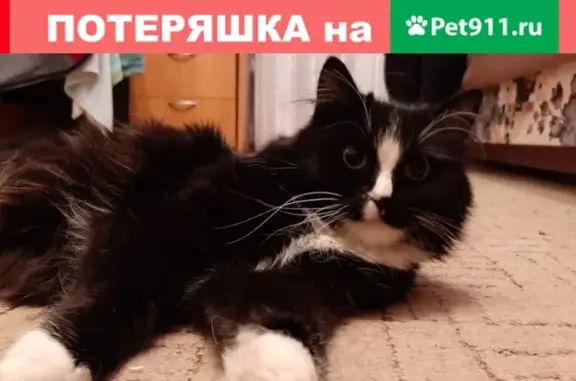 Кошка на Сельскохозяйственной, 4, Барнаул