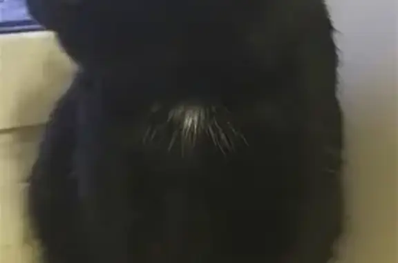 Найден чёрный кот на ул. Северной 100а в Сыктывкаре