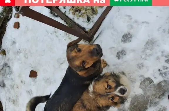 Найдены коротконогие кабельные собаки в Ногинске