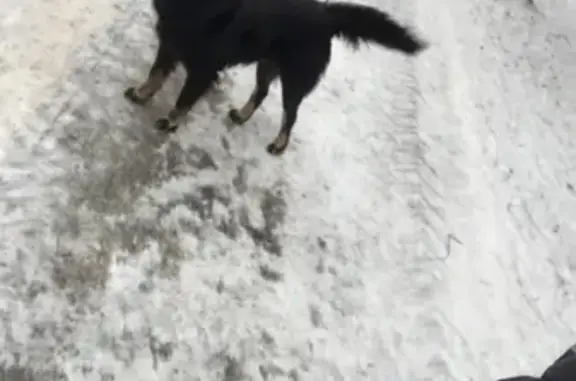 Найдена добрая собака в Андреевке