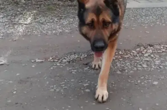 Найдена добрая собака на Малахитовой улице