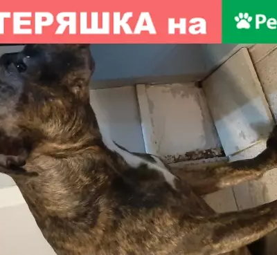 Собака Амстаф найдена в Подольске, улица Подольская, 2А.